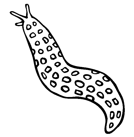 Ślimaki kolorowanki